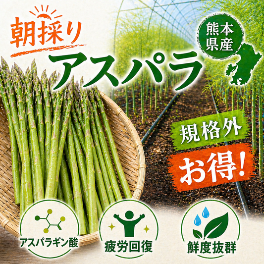 【熊本県産】朝採りいっちゃんアスパラ 規格外品 1kg以上(クール便)