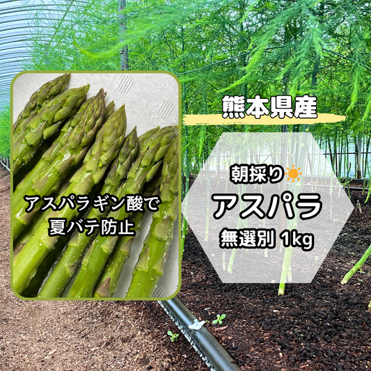 【熊本県産】朝採りいっちゃんアスパラ 無選別（クール便）