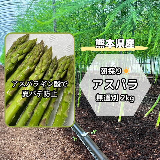 【熊本県産】朝採りいっちゃんアスパラ 無選別（クール便）