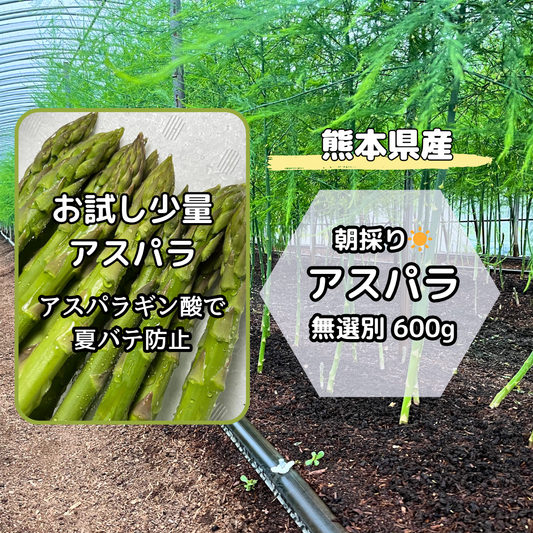 【熊本県産】朝採りいっちゃんアスパラ お試し 600g（クール便）