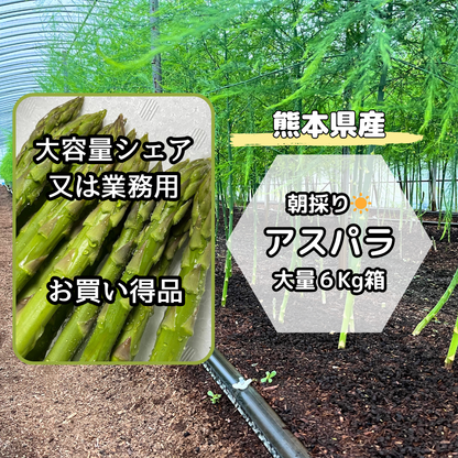 【熊本県産】朝採りいっちゃんアスパラ 無選別（クール便）
