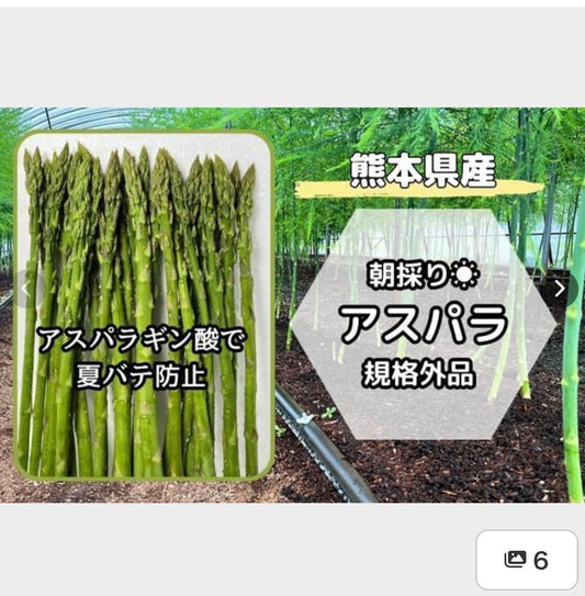 【熊本県産】朝採りいっちゃんアスパラ 規格外品 1kg以上（クール便・送料込み）